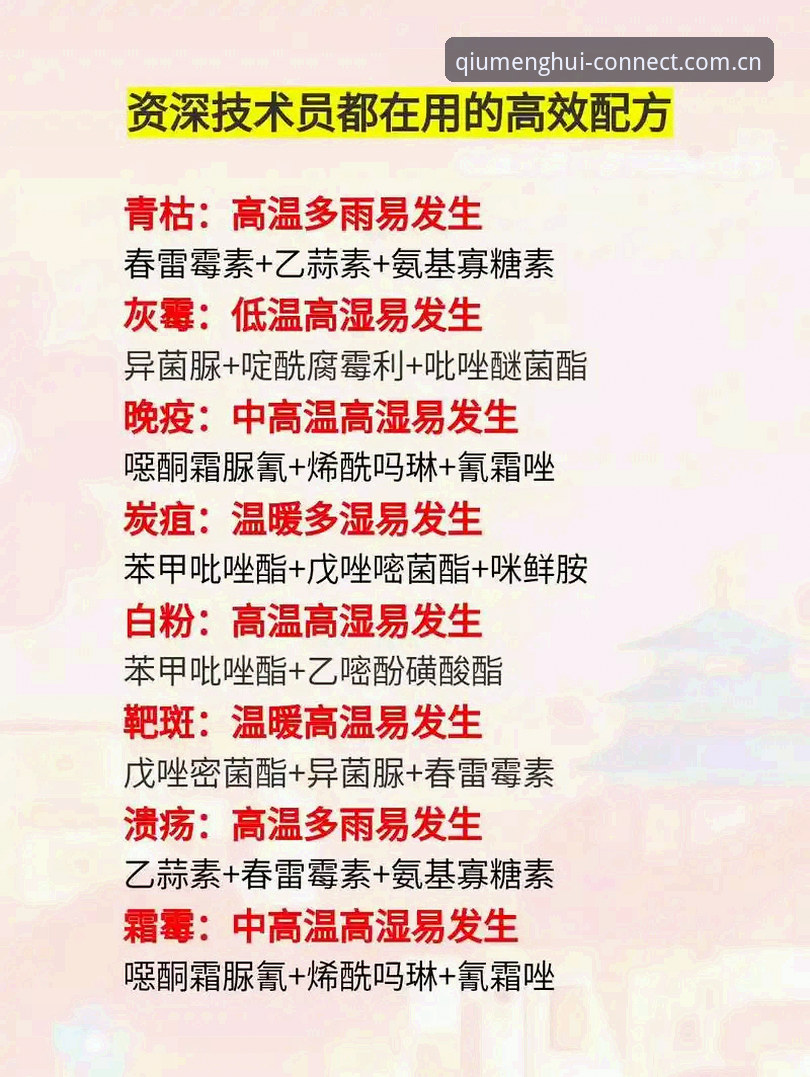 资深用户实战分享：球盟会官方网站入口功能详解与高效使用心得